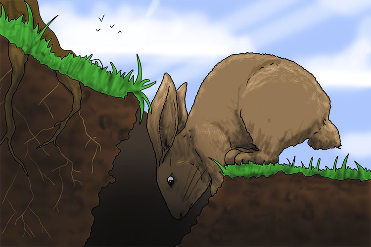 Going down a hole – that's what rabbits do!